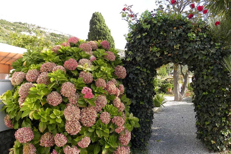 Hotel due stelle con 26 camere vista mare — 3